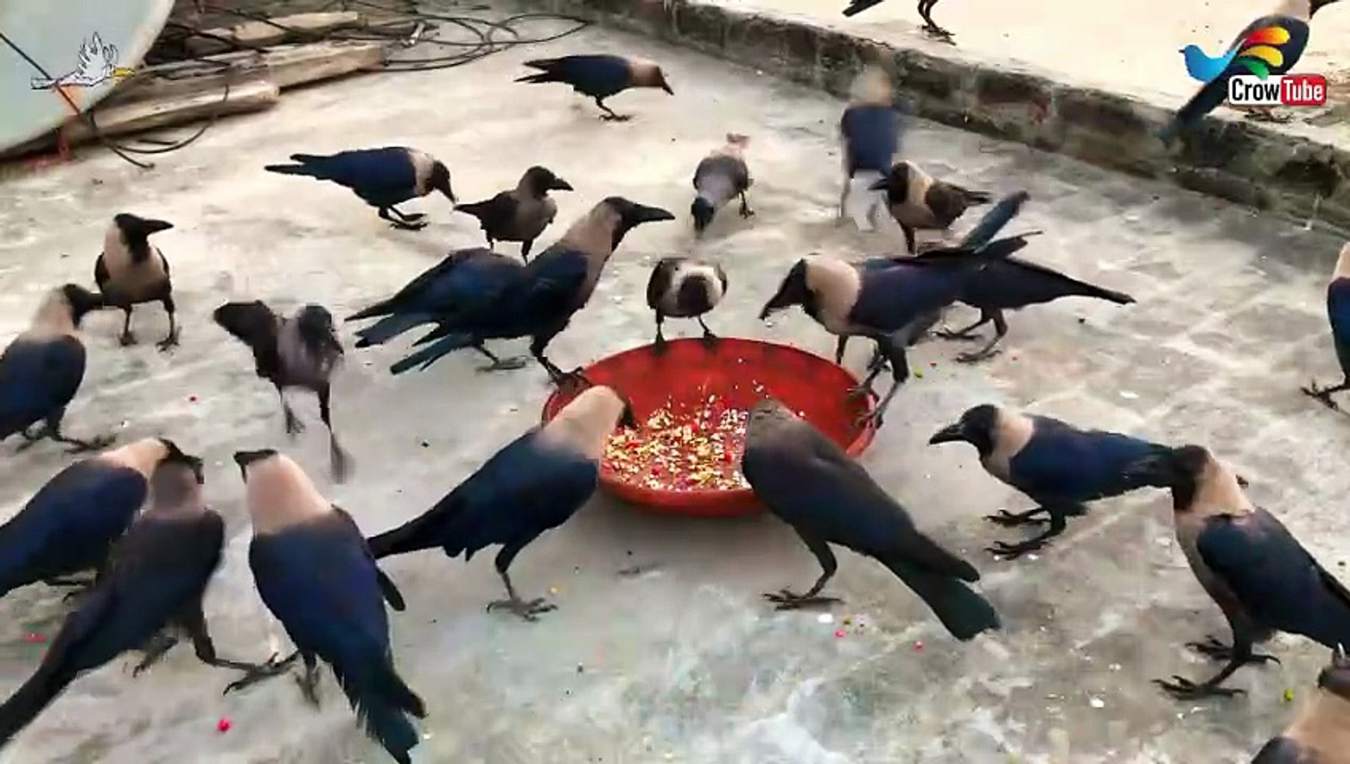 ⁣Crow Calls in Different Language | Crow bird sounds to attract Crows naturly on White Cheese