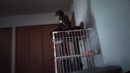 ふみふみシフォン