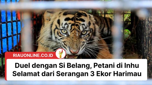 Duel dengan Si Belang, Petani di Inhu Selamat dari Serangan 3 Ekor Harimau