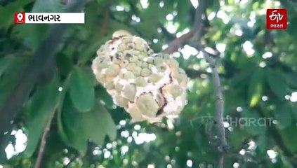 ભાવનગરમાં સીતાફળની ખેતીમાં નુકસાન, કમોસમી વરસાદ બાદ માવઠું ઘાતક બની શકે