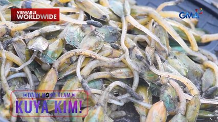 Kabibeng mala-sungay ang itsura, patok nga ba ang lasa? | Dami Mong Alam, Kuya Kim!