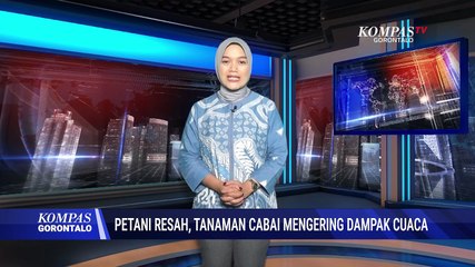 Petani di Gorontalo Keluhkan Dampak Cuaca Ekstrim Terhadap Tanaman Cabai