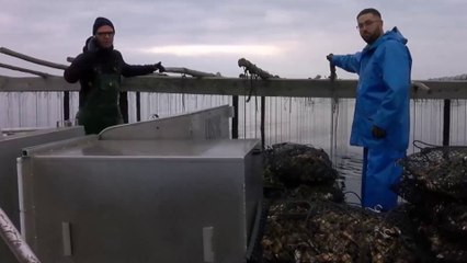 WC sur les barges : la colère des ostréiculteurs