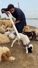 Brave Shepherd Saves Lamb from Snake Using Quick Thinking