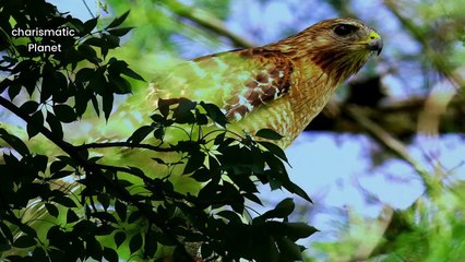 The True Sound of the Red-Shouldered Hawk | Nature’s Boldest Cry