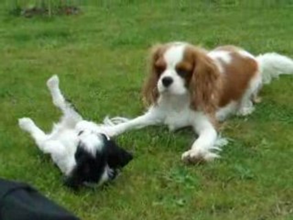Diabolo et britania