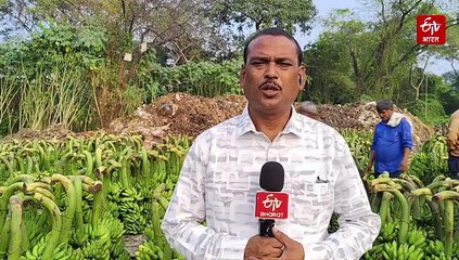 छठ महापर्व पर बरवाअड्डा कृषि बाजार फलों से गुलजार, झारखंड ही नहीं अन्य राज्यों से भी पहुंच रहे कारोबारी