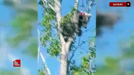Bayburt'ta köpeklerden kaçan yavru ayı bu kez ağaç üstünde görüldü o