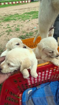 எவ்வளவு அழகா இருக்கு😍!! 4 Male Lab Puppies.. ஒரு ஜோடி GS Puppies!! | Leo Pets Mannargudi