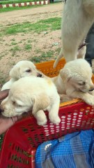 எவ்வளவு அழகா இருக்கு😍!! 4 Male Lab Puppies.. ஒரு ஜோடி GS Puppies!! | Leo Pets Mannargudi