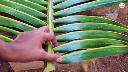 How to make Basket using Coconut Leaf