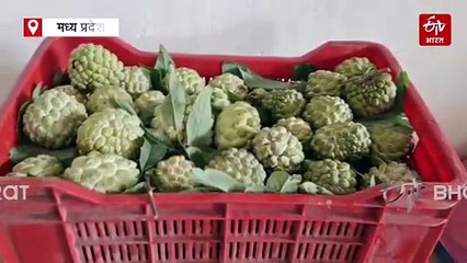 सीताफल ने बदली बालाघाट के गांव की इकॉनमी, 4 हजार पेड़ों का जंगल, ग्रामीणों को बंपर प्रॉफिट