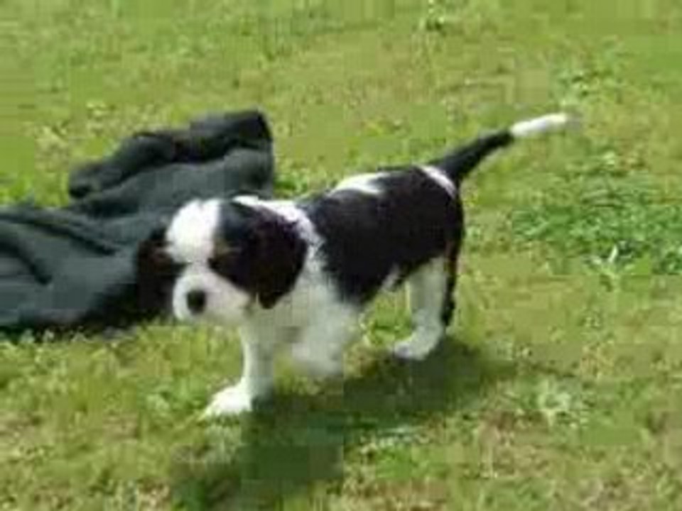 Diabolo bebe cavalier 1