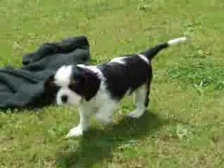 Diabolo bebe cavalier 1