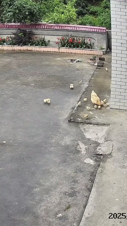 Mother Hen’s Brave Fight: Protecting Her Chicks from a Fierce Eagle Attack