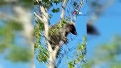 Film sahnelerini aratmadı! İşte yaramaz ayıyı kurtarma operasyonu