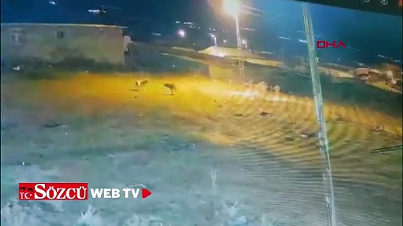 Köye inen kurtlar, köpeğe saldırdı