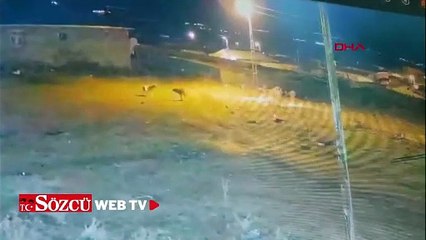 Köye inen kurtlar, köpeğe saldırdı