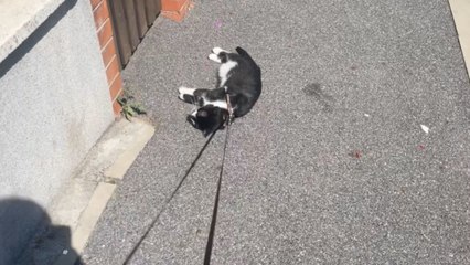Dramatic cat refuses to walk after seeing leash that signals a vet trip