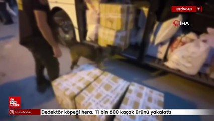 Erzincan’da dedektör köpeği hera, 11 bin 600 kaçak ürünü yakalattı