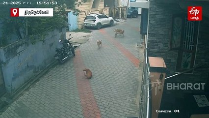 பள்ளி மாணவரை ஆக்ரோஷமாக துரத்திய தெரு நாய்கள் - வெளியான சிசிடிவி காட்சி!