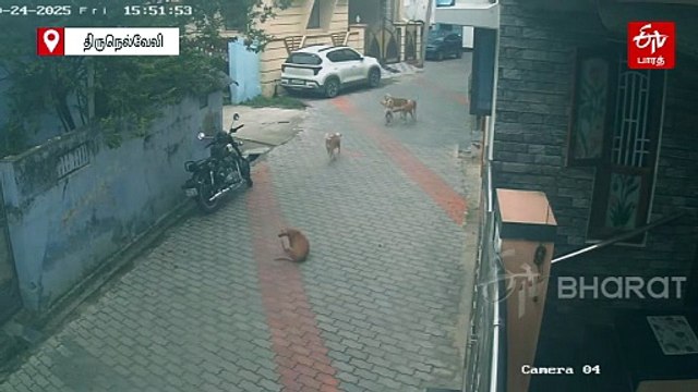 பள்ளி மாணவரை ஆக்ரோஷமாக துரத்திய தெரு நாய்கள் - வெளியான சிசிடிவி காட்சி!