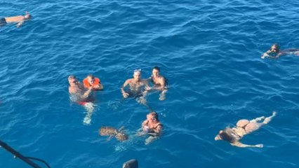 Girl swims with turtles in Cyprus gets bitten by one of them