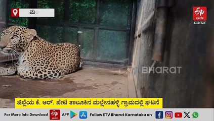 ಮಂಡ್ಯ: ಸಾಕು ಪ್ರಾಣಿಗಳ ತಿಂದು ಗ್ರಾಮಸ್ಥರ ನಿದ್ದೆಗೆಡಿಸಿದ್ದ ಚಿರತೆ ಸೆರೆ