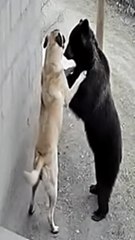 Dog vs Bear 🐶🐻 | The Unexpected Jungle Battle | Epic Animal Showdown