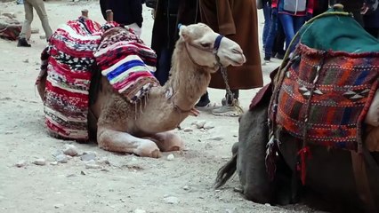 PETRA - EXPLORING A WONDER OF THE WORLD  JORDAN TRAVEL VLOG