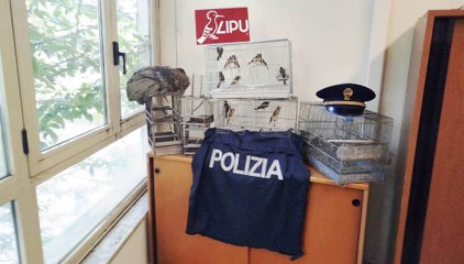 Aversa, blitz anti bracconaggio: 22 cardellini sequestrati, un uomo denunciato (25.10.25)