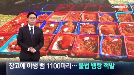 창고에 야생 뱀 1100마리…불법 ‘뱀탕’ 제조 적발