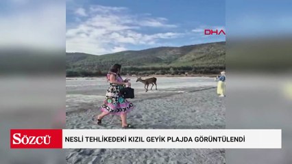 Nesli tehlikedeki kızıl geyik plajda görüntülendi