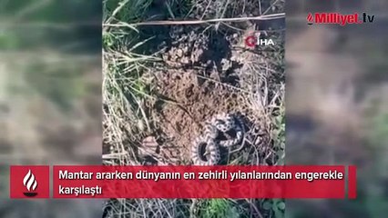 Mantar toplarken göz göze geldi! Karabük’te Engerek yılanı paniği
