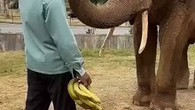 Feeding My Beloved Elephant a Bunch of Bananas!