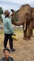 Feeding My Beloved Elephant a Bunch of Bananas!