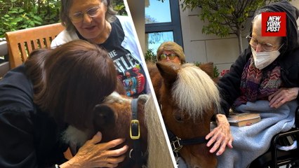 Mini therapy horses lift spirits at an Upper East Side assisted living facility