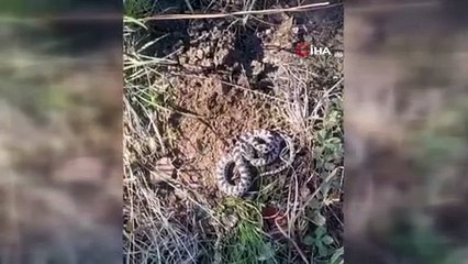 Bir anda karşısına çıktı! Mantar toplarken ölümcül engerekle burun buruna geldi