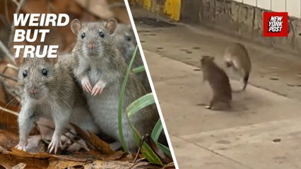 Best rat fights ever! Subway brawls, pizza rats & more fists of 'furry' | Weird But True