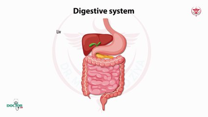 The digestive system