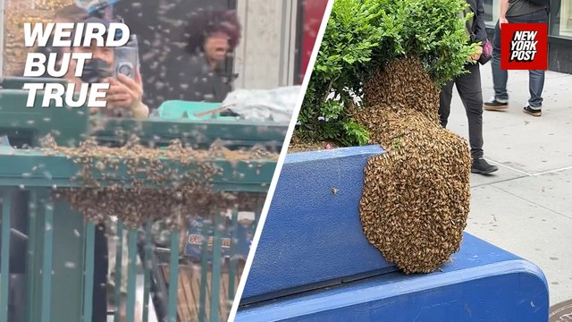 Plagues of Summer 2025: Bee swarms in NYC and more Biblical frights | Weird But True