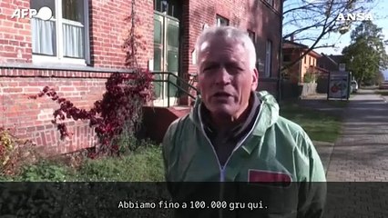 L'influenza aviaria si diffonde in Germania: "Questa moria di uccelli e' un evento sconosciuto ed estremo"