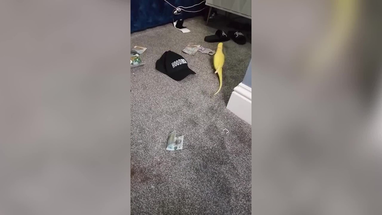 Parrot snitches on it's drug-dealing owner in video footage found by cops
