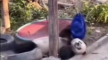 Giant Panda Comedy Series 5