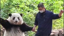 Giant Panda Comedy Series 2