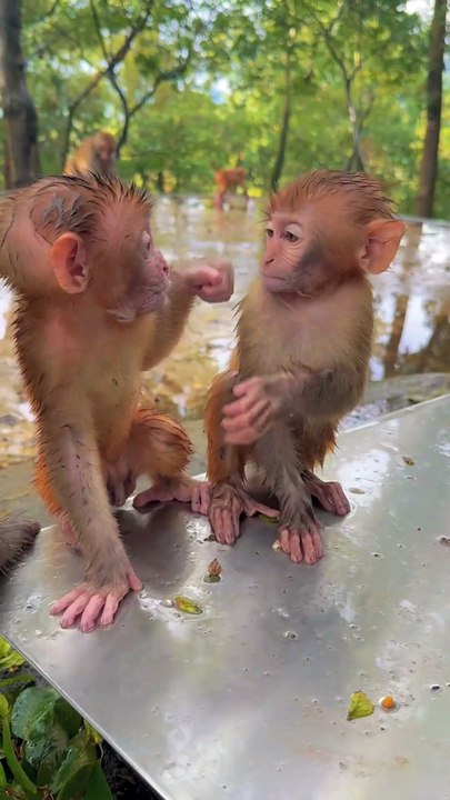 Baby monkey cute animal 76