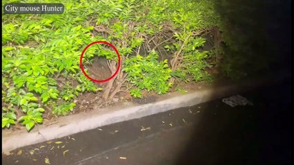 Typhoon Night Peanut Rescue: Feeding Rats & Popcorn Snail Headshots