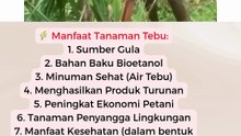 🌾 Manfaat Tanaman Tebu
