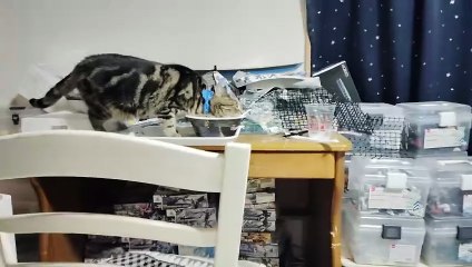 まぐろたたきの容器を舐めるミア