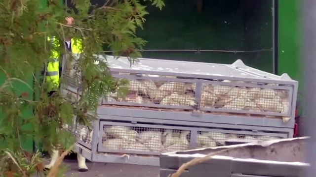 German farms set to cull 130,000 ducks and chickens after bird flu outbreak